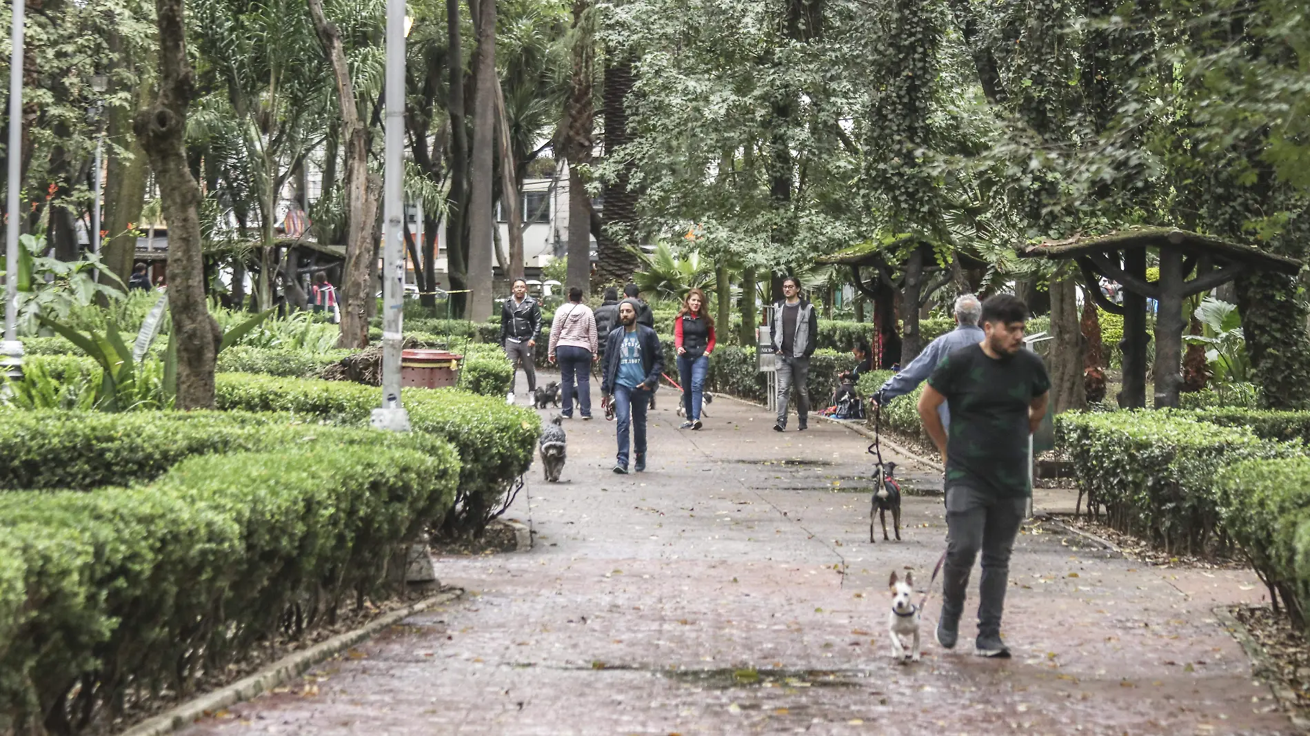 Hipodromo Condesa-Vida Cotidiana-Perros-Mascotas-Parque Mexico (4)